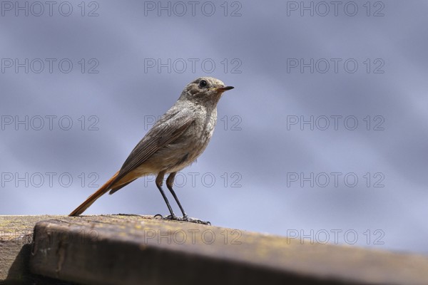 Black redstart (Phoenicurus ochruros), on a balcony, Wilnsdorf, North Rhine-Westphalia, Germany