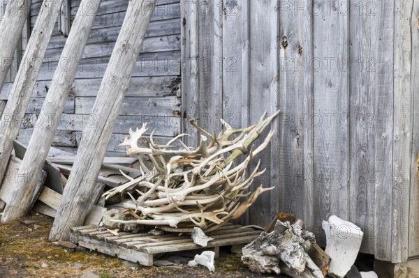 Deer antlers in front of a hunting lodge, wooden hut, Bamsebu, Spitsbergen, Svalbard