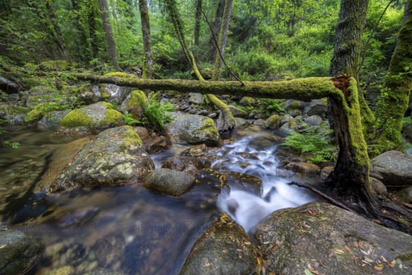 Stream, Parc Régional Naturel Corse, Corsica, France