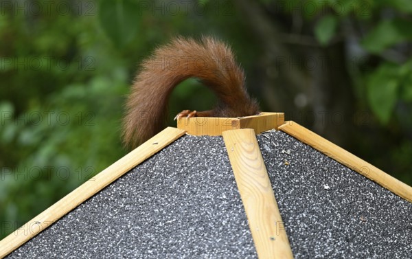 Eurasian red squirrel (Sciurus vulgaris), sitting on bird house, getting food through the roof hatch, feeding hatch, tail still looking out, funny, funny, Stuttgart, Baden-Württemberg, Germany