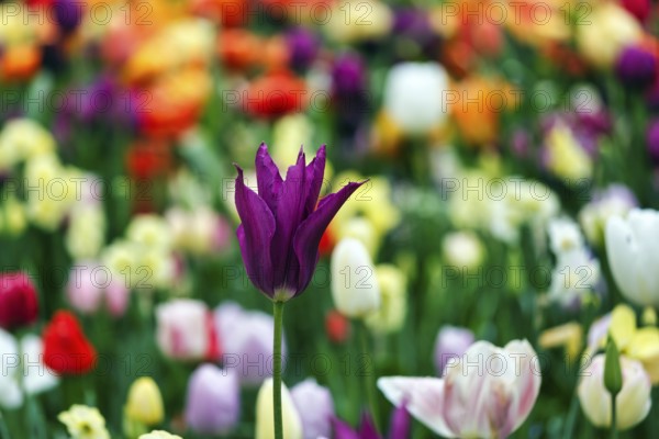 Different coloured tulips (Tulipa), colourful tulip bed, Keukenhof gardens, Lisse, Bollenstreek, South Holland, Netherlands