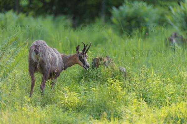 An adult chamois (Rupicapra rupicapra) stands in the tall grass of a green meadow on a sunny day.. Tyrol, Austria