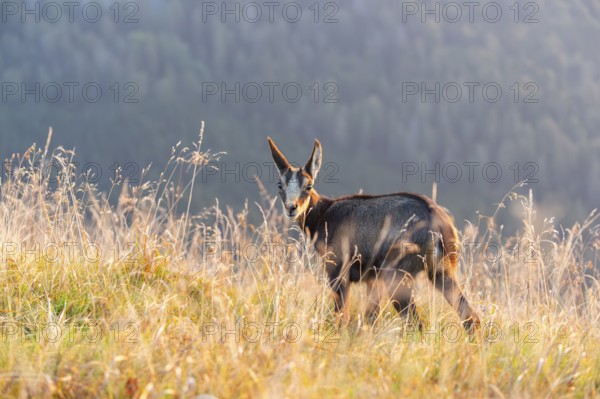 Chamois (Rupicapra rupicapra) youngster on a meadow in the Vosges Mountains, wildlife, France