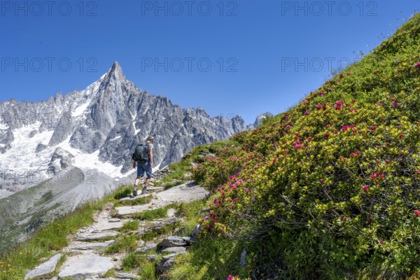 Picturesque mountain landscape with blooming alpine roses, imposing mountain peaks and glaciers, mountaineers on a hiking trail, Grand Balcon Nord, glacier tongue Mer de Glace, behind Grandes Jorasses, Mont Blanc massif, Montenvers, Chamonix, Haute-Savoie, France