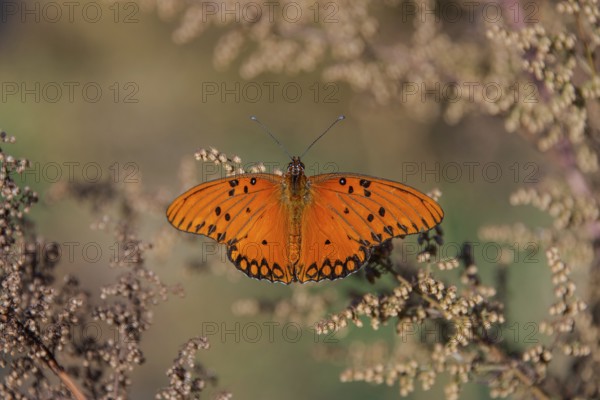 Orange-coloured butterfly of the genus Gulf fritillary on Artemisia annua, seen in Buenos Aires, Argentina