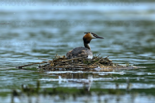 Great crested grebe sitting on a nest in the water at dusk, idyllic and peaceful atmosphere, Great crested grebe, (Podiceps scalloped ribbonfish), wildlife, Germany