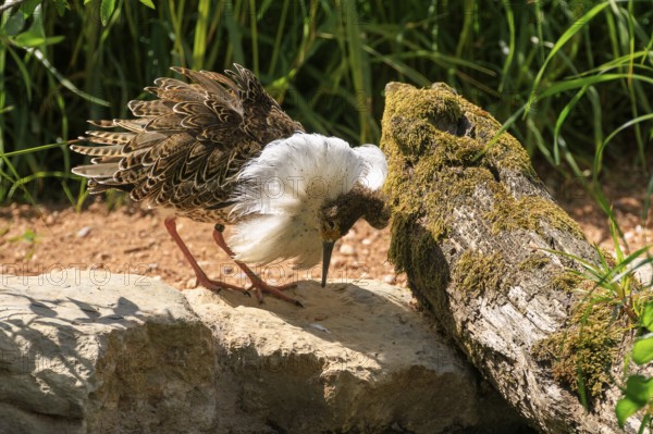 A bird interacting with a moss-covered tree in a sunny environment, Ruff (Calidris pugnax, Syn.: Philomachus pugnax), courtship display, France