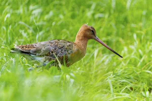 A bird with a long beak stands in the green grass, black-tailed godwit (Limosa limosa), France