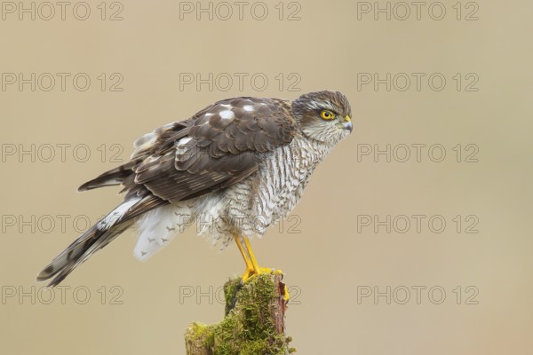 Sparrowhawk (Accipiter nisus), female sitting on a tree trunk, wildlife, nature photography, bird of prey, North Rhine-Westphalia, Germany