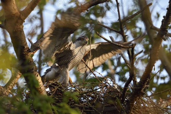 Arrival at the nest... Goshawk (Accipiter gentilis), male, tercel, flies in early in the morning in the first morning light, checks the goshawk nest, goshawks are a frequent target species of illegal raptor persecution, native nature, Meerbusch, Rhineland, North Rhine-Westphalia, Germany, Western Europe
