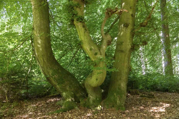 Tree, Forest, Sieversen, Rosengarten, Lower Saxony, Germany