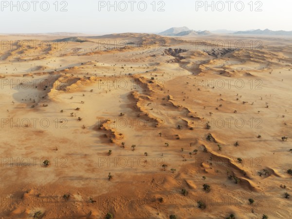 Sand dunes grown with camelthorn trees (Vachellia erioloba) in the Tsondab Valley in the Namib Desert. Aerial view. Drone shot. Namibia