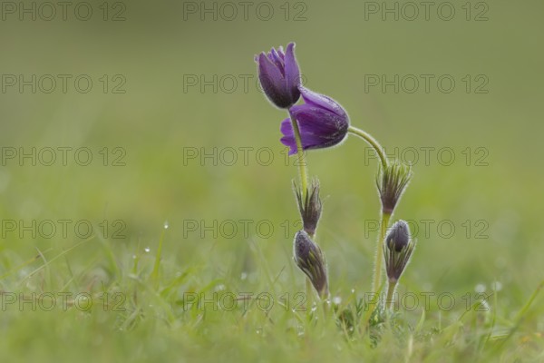 Pasqueflower (Pulsatilla vulgaris) purple flowers in grassland in spring, England, United Kingdom