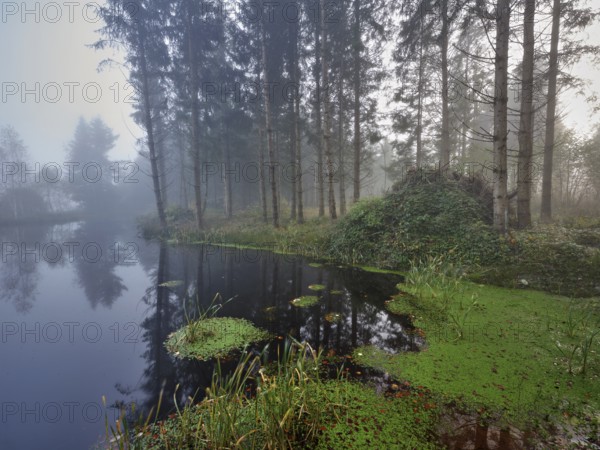 Ballmoos forest reserve, raised bog in the fog, Lieliwald, Lindenberg, Horben, Canton Lucerne, Switzerland