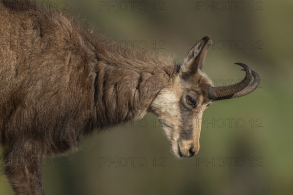 Chamois (Rupicapra rupicapra) during the spring moult. Hohneck, Vosges, Alsace, France