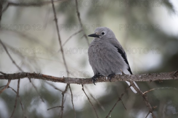 Clark's Nutcracker (Nucifraga columbiana) perched on a branch, Wyoming, USA