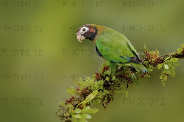 Parrot, Pionopsitta haematotis, Mexico, green parrot with brown head. Detail close-up portrait of bird from Central America. Wildlife scene from tropical nature, Tropic bird Brown-hooded parrot