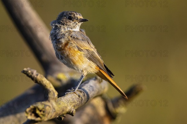 Redstart (Phoenicurus phoenicurus) Germany