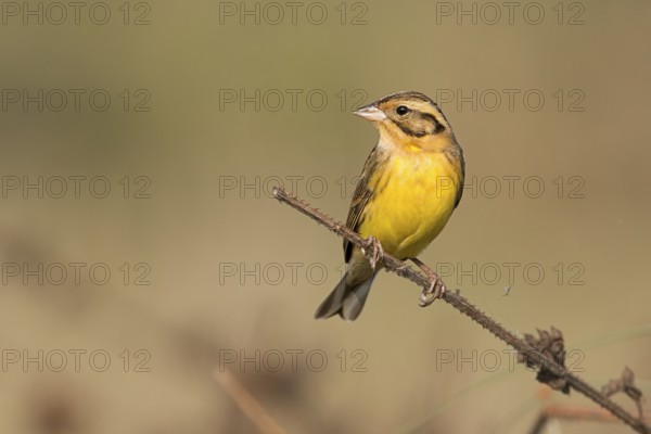 Yellow-breasted Bunting (Emberiza aureola) perched on a branch, West Bengal, India