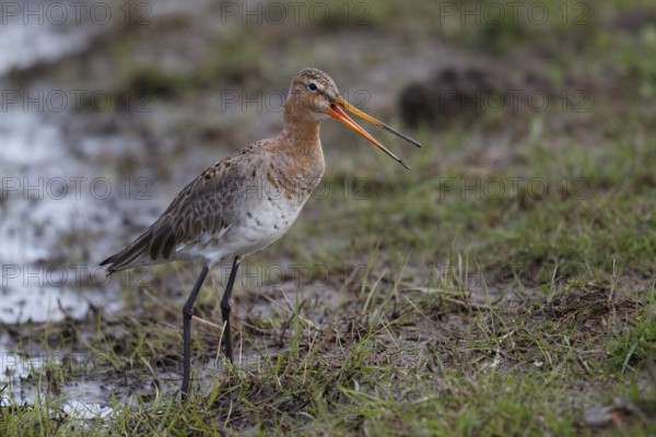 Black-tailed Godwit (Limosa limosa), Netherlands