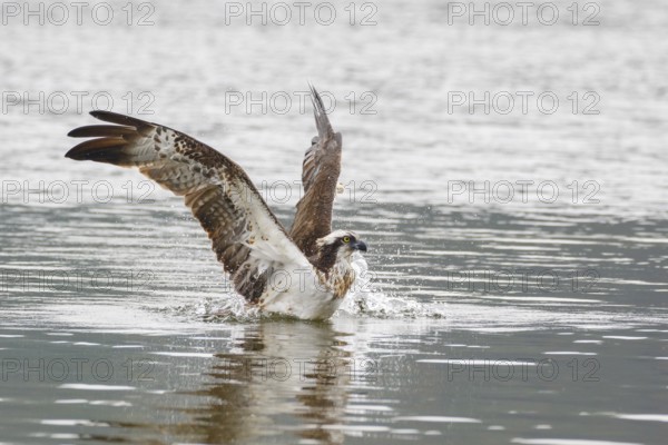 Western Osprey (Pandion haliaetus), Poland