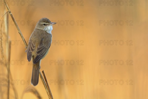 Drosselrohrsänger, Great Reed Warbler, Great Reed-Warbler, Acrocephalus arundinaceus, Rousserolle turdoïde, Carricero Tordal