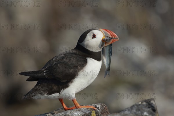 Atlantic Puffin (Fratercula arctica), Scotland, United Kingdom