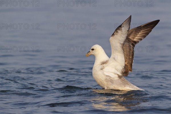 Northern Fulmar (Fulmarus glacialis), Iceland