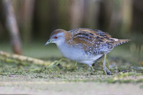 Baillon's Crake (Porzana pusilla palustris) foraging, Victoria, Australia