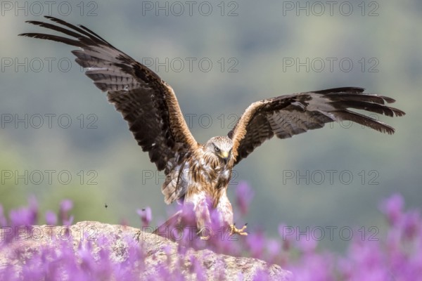 Red Kite (Milvus milvus) landing, Madrid, Spain