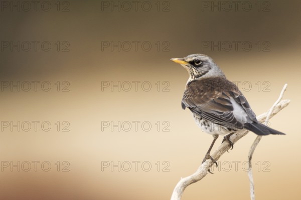 Fieldfare (Turdus pilaris) perched on a branch, Aragon, Spain
