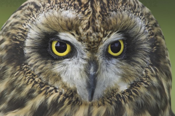 Short-eared Owl (Asio flammeus), Alberta, Canada