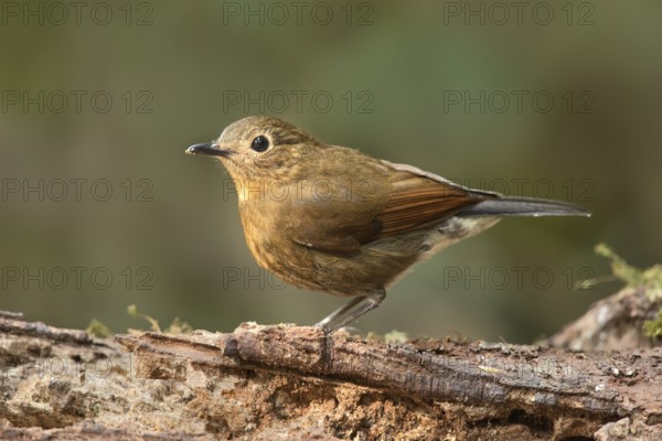 White-tailed Robin (Myiomela leucura) female, Bidoup National Park, Vietnam