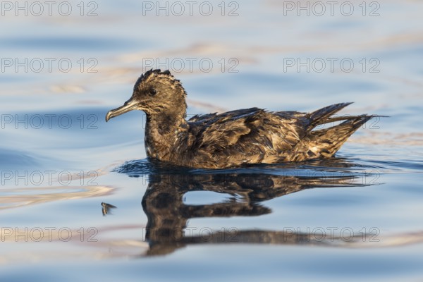 Sooty Shearwater (Ardenna grisea), Eilat, Israel