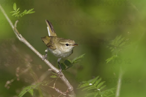Greenish Warbler - Grünlaubsänger - Phylloscopus trochiloides