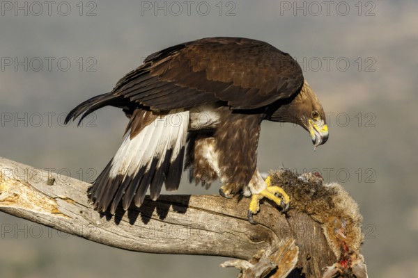 Golden Eagle (Aquila chrysaetos) immature, first winter plumage eating a rabbit, Castile and Leon, Spain