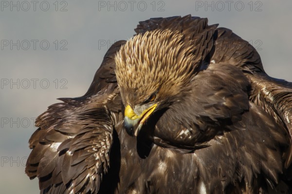 Golden Eagle (Aquila chrysaetos) immature, first winter plumage portrait, Castile and Leon, Spain