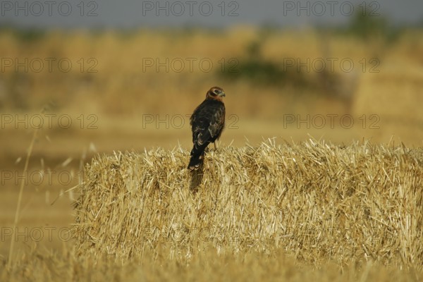 Montagu's Harrier (Circus pygargus) juveniles, Catalonia, Spain