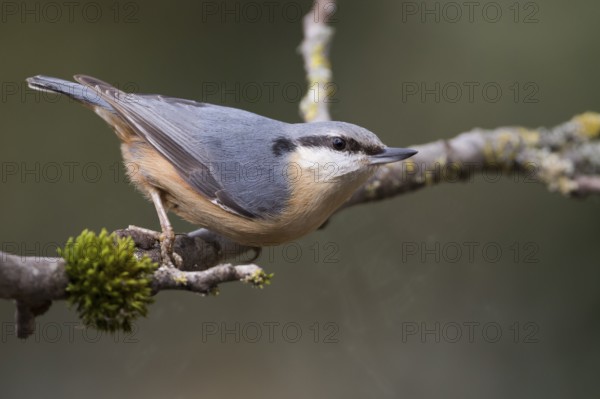 European Nuthatch - Kleiber - Sitta europaea ssp. caesia, Germany, adult