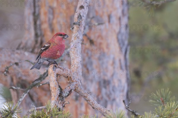 Pine Grosbeak - Hakengimpel - Pinicola enucleator, Finland, adult male