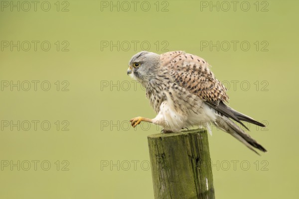 Torenvalk; Common Kestrel; Falco tinnunculus;