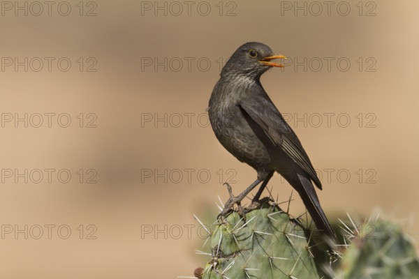 Eurasian Blackbird - Amsel - Turdus merula ssp. mauretanicus, Morocco, adult female