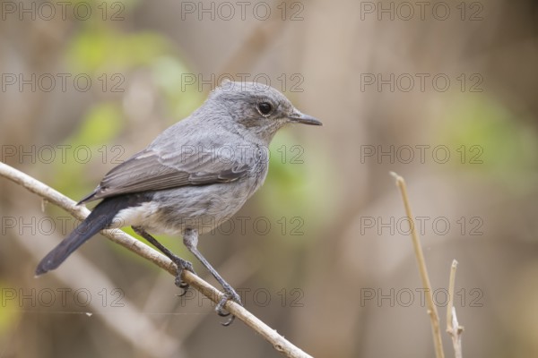 Blackstart - Schwarzschwanz - Cercomela melanura ssp. neumanni, Oman