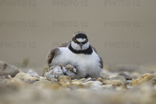 Little Ringed Plover (Charadrius dubius) with chick, North Rhine-Westphalia, Germany