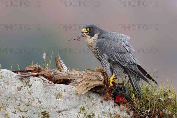 Widlife scene from nature, animal behaviour. Peregrine Falcon, Falco peregrinus, with kill Common Pheasant on stone. Orange autumn forest in the background. Bird of prey, bloody scene with bird