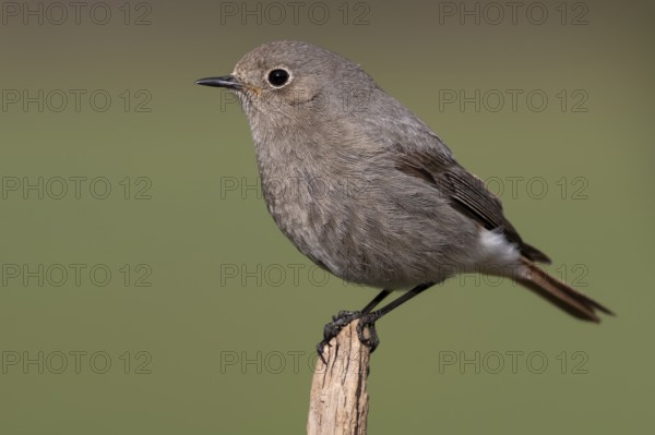 Black Redstart (Phoenicurus ochruros) female, Lower Saxony, Germany