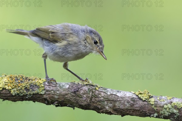 Common Chiffchaff (Phylloscopus collybita) perched on a branch, Lower Saxony, Germany