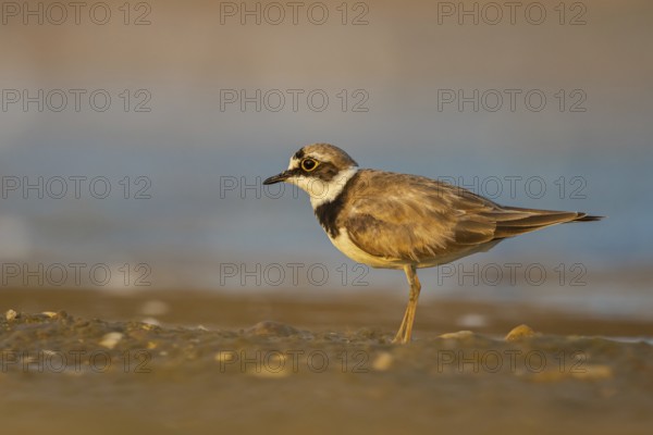 Little Ringed Plover (Charadrius dubius), North Rhine-Westphalia, Germany