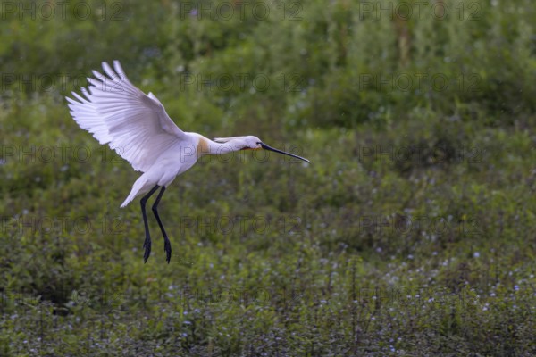 Eurasian Spoonbill (Platalea leucorodia) landing, North Rhine-Westphalia, Germany