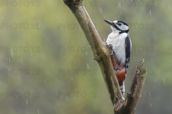Great Spotted Woodpecker (Dendrocopos major) male, Lower Saxony, Germany